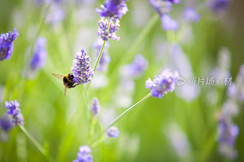大黄蜂在薰衣草花上