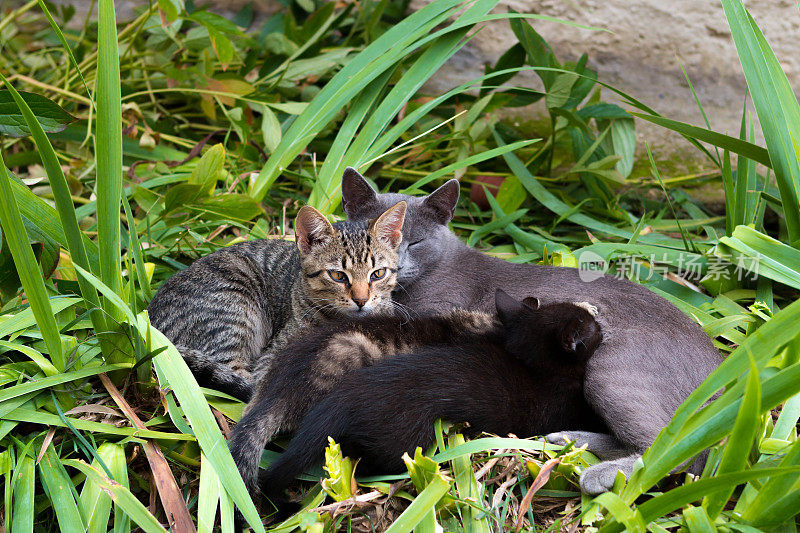 带宝宝的猫妈妈