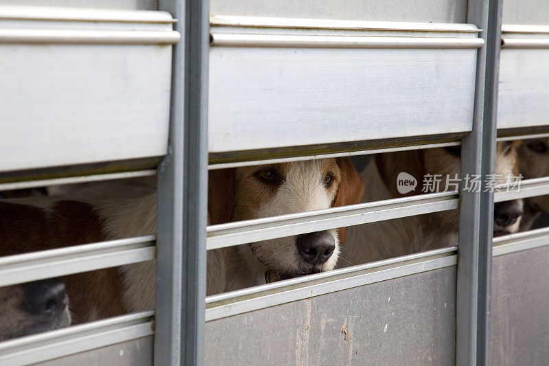 猎犬在运输箱里