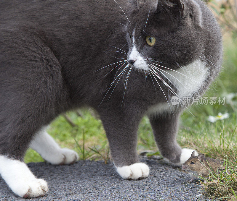 猫捉老鼠