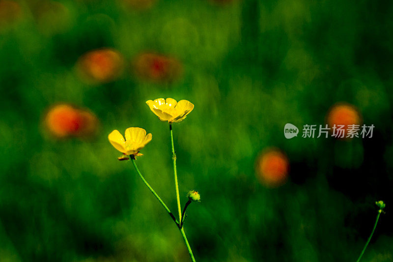 金色花蕾-黄色花朵