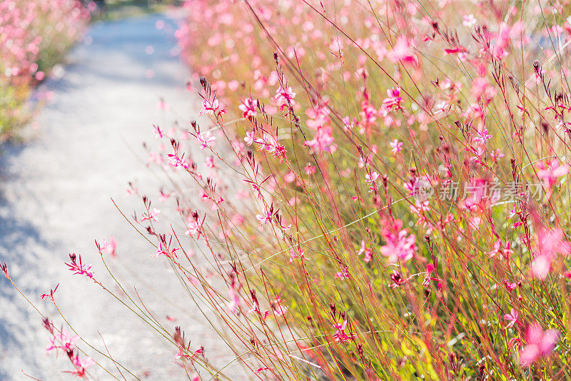 平花