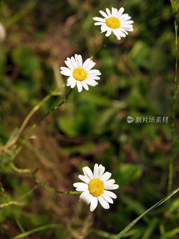 三个雏菊