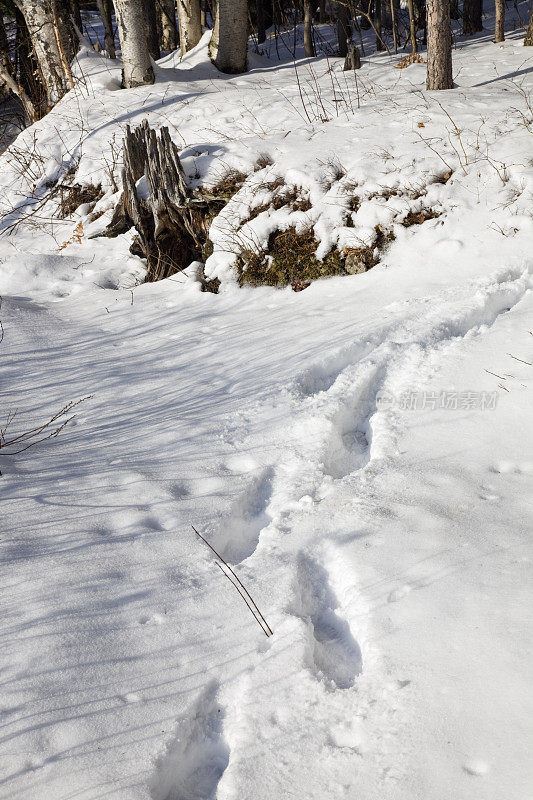 雪地上的脚印