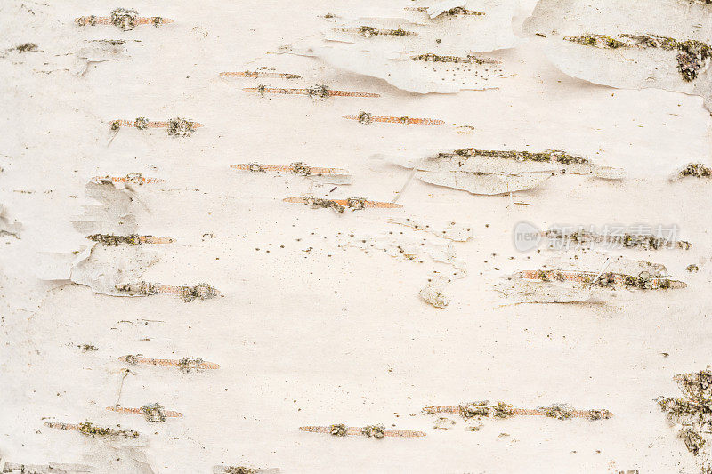 白色纹理的桦树皮的幼树，在一些地方一层薄薄的桦树皮已经从主表面剥落，特写，一个抽象的背景
