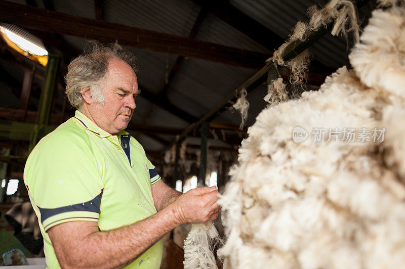 澳大利亚牧羊农民正在检查最近剪掉的羊毛