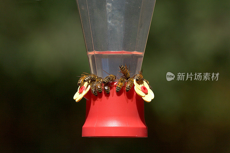 在蜂鸟喂食器中喂食的蜜蜂