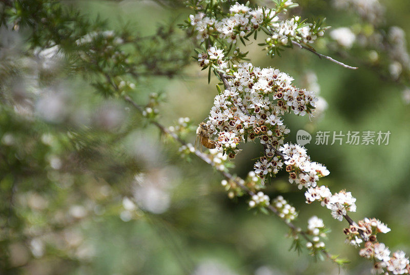 卡努卡（昆泽亚埃里诺德）茶树