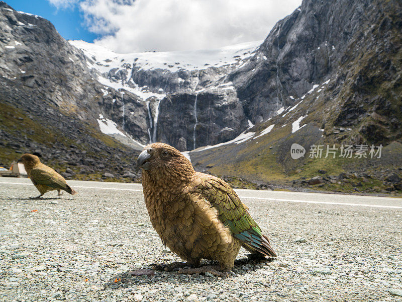 新西兰的Kea鸟