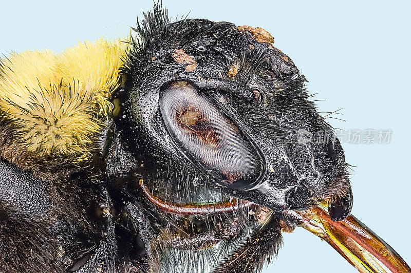 极端宏观大黄蜂