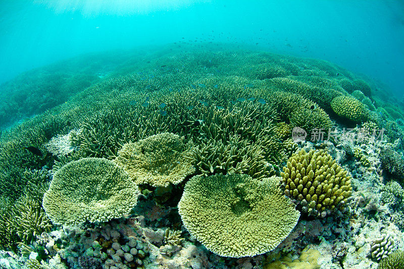 美丽的珊瑚礁