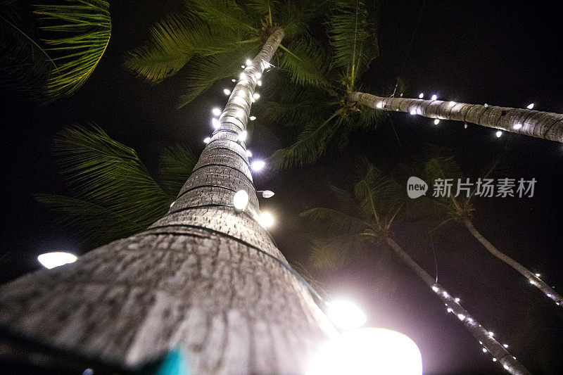 点亮的棕榈树在乔治镇-大开曼岛