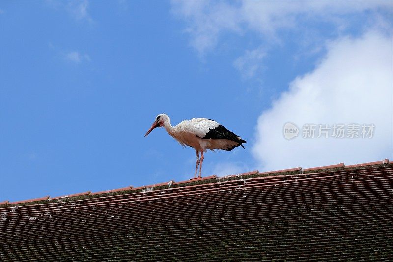 屋顶上有一只白鹳