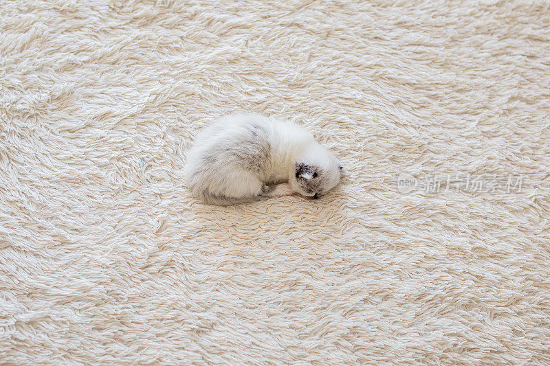 波斯小猫在毯子上睡觉。