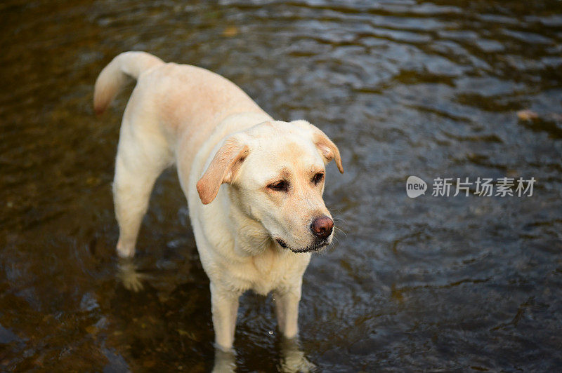 在水里玩