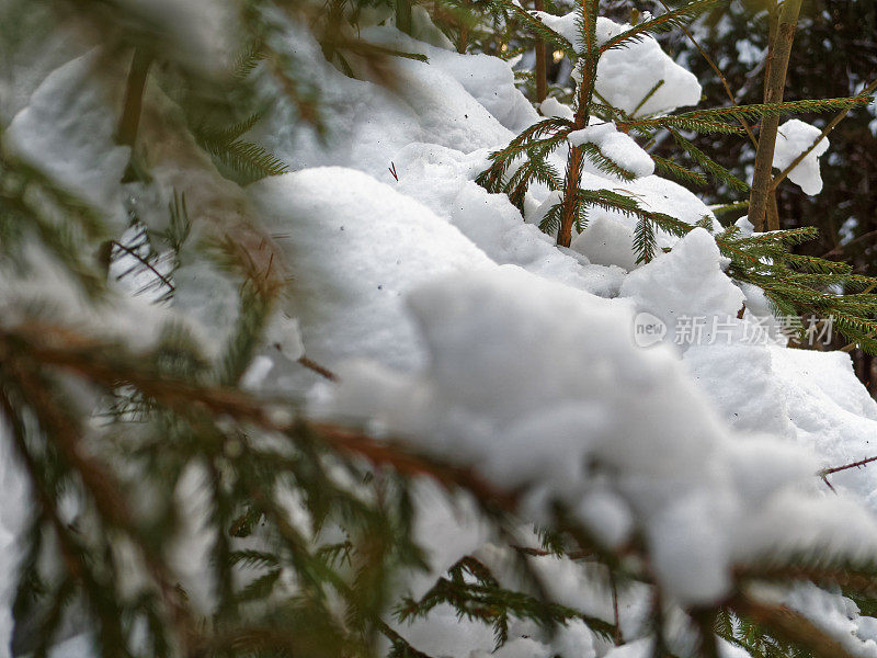 雪落在冷杉树枝上