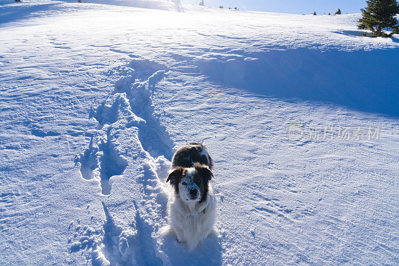 雪山中的狗