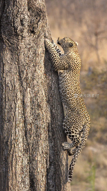 白天，孤独的豹子快速爬上一棵高高的树干