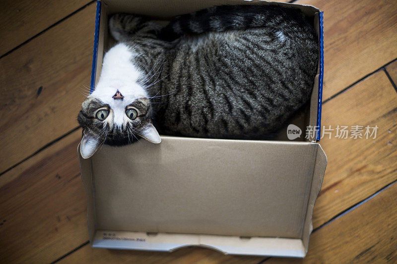 盒子里可爱的虎斑猫