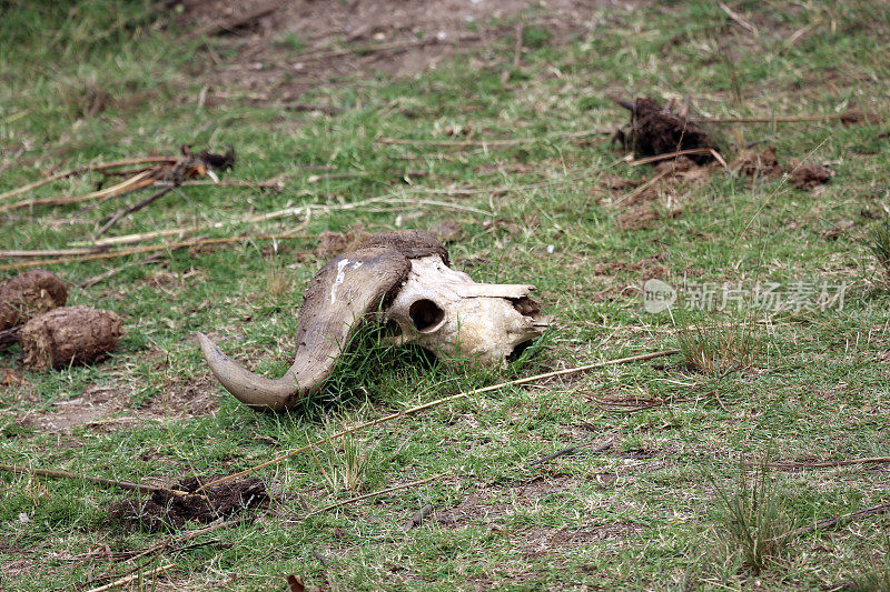 乌干达:非洲水牛的头骨