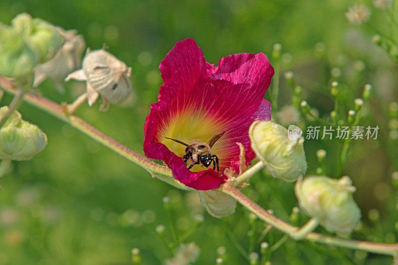 蜜蜂在花朵