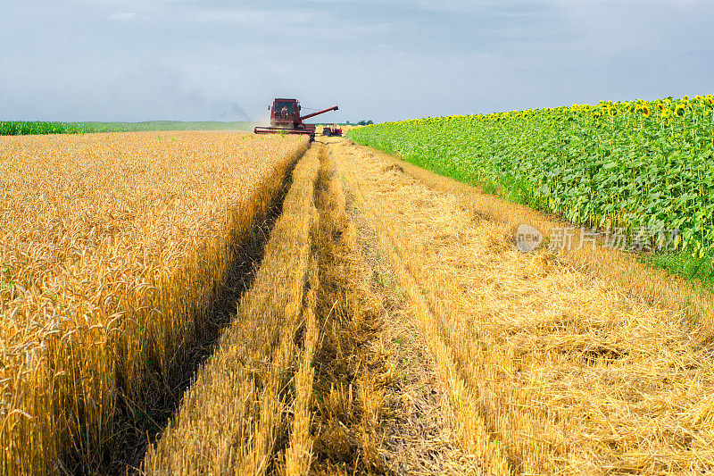 这台收割机夏天在农地上联合收割小麦
