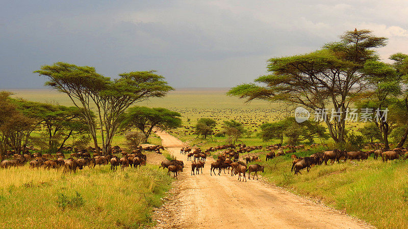 塞伦盖蒂平原坦桑尼亚非洲角马迁徙动物野生动物野生动物园树木道路草