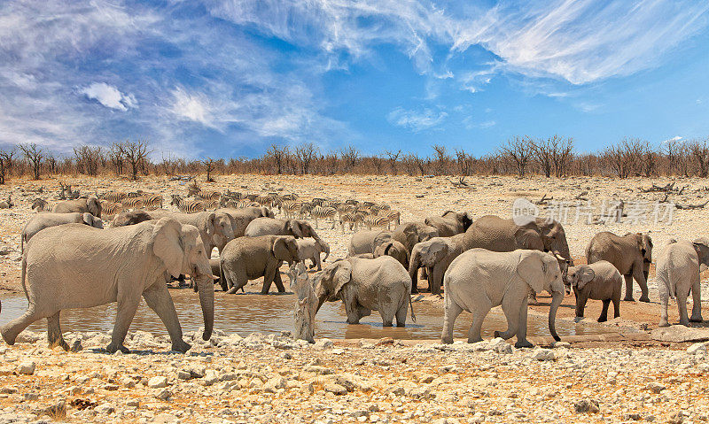 埃托沙国家公园里挤满了大象和斑马的水坑