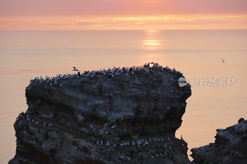 黑尔戈兰岛的日落-兰格安娜悬崖上的北方塘鹅