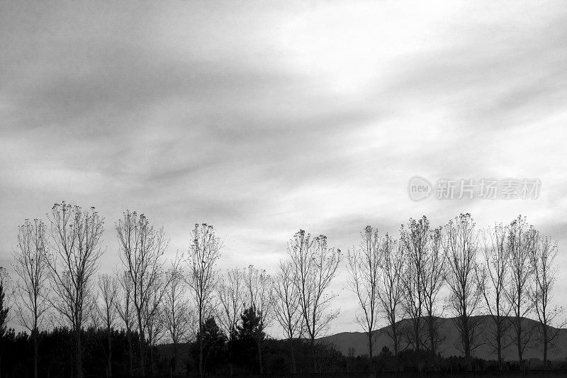 白杨树树干排成一行，天空阴沉，黑白相间的景色。