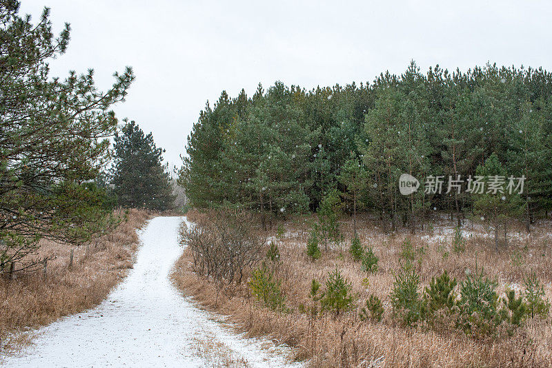 在加拿大安大略省的一个森林里，大雪落在徒步旅行的小路上