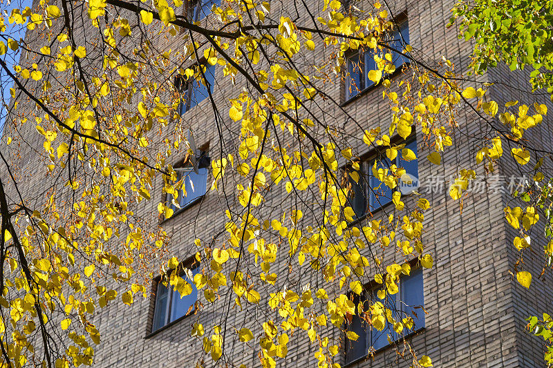 秋天的城市景观。一幢多层砖房的墙壁背景上的黄叶