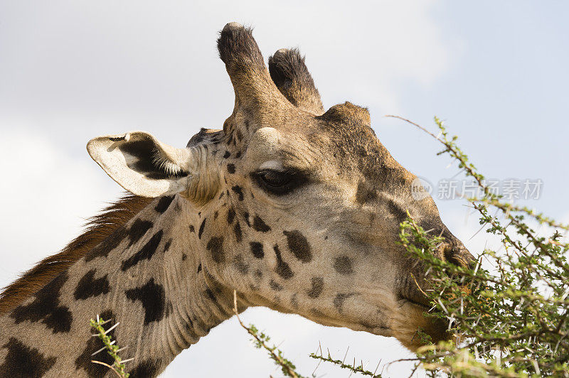 吃长颈鹿，动物在非洲，坦桑尼亚，塞伦盖蒂国家公园