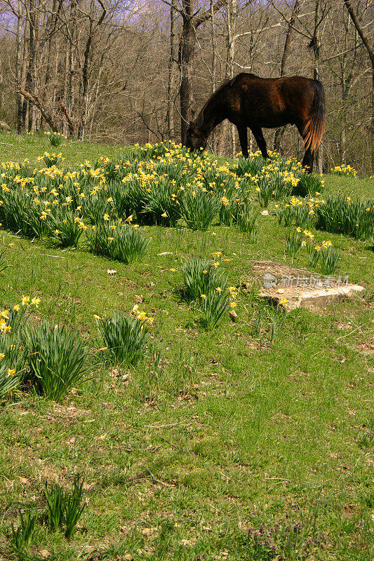 马在吃复活节花