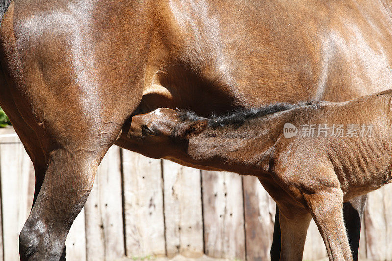 小马驹靠乳房喝水