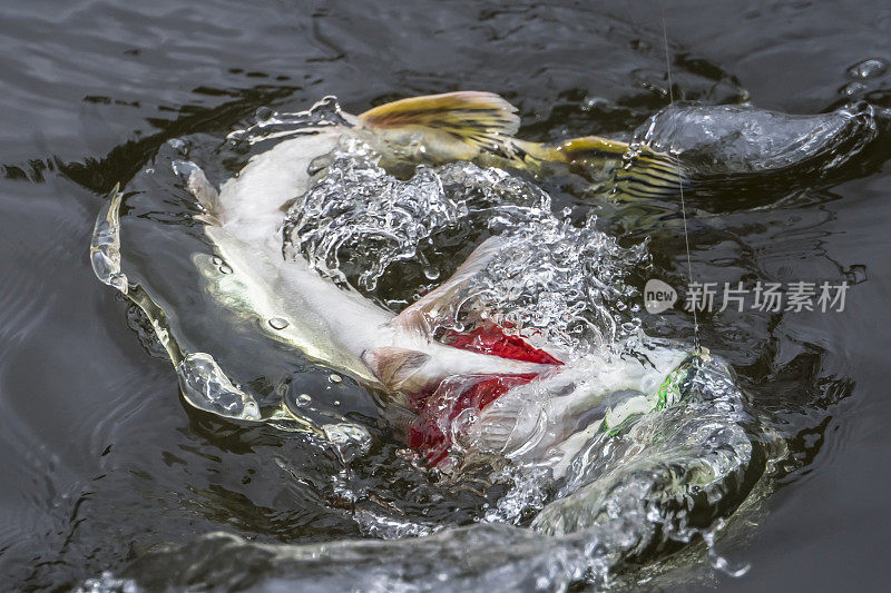捕获的狗鱼战利品在水中溅起水花。钓鱼的背景