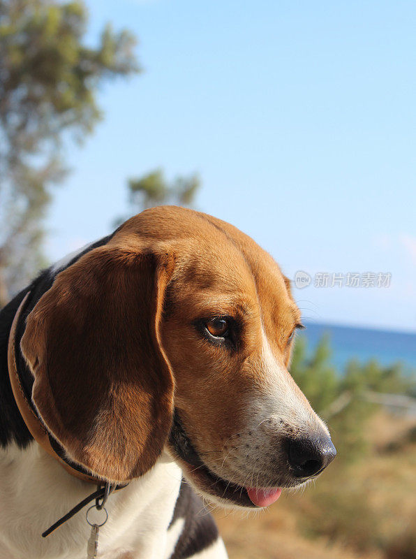 海边的小猎犬