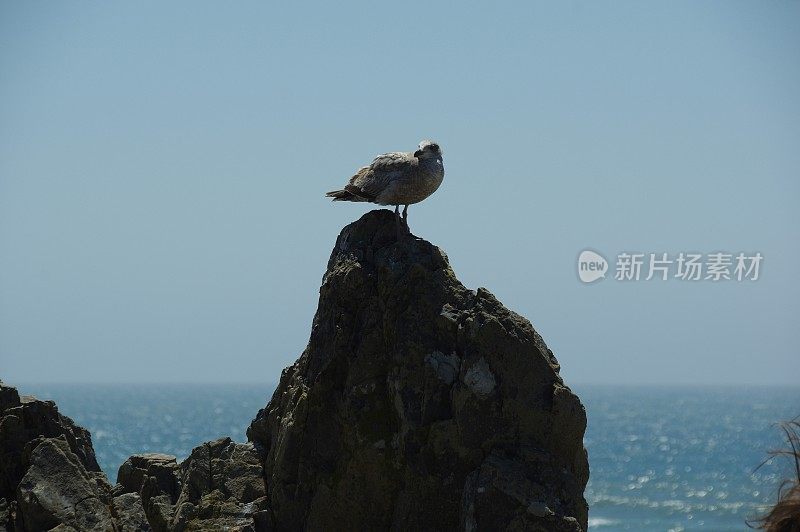 海鸟在行动