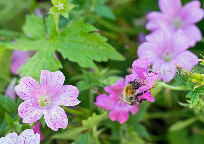 花上的蜜蜂