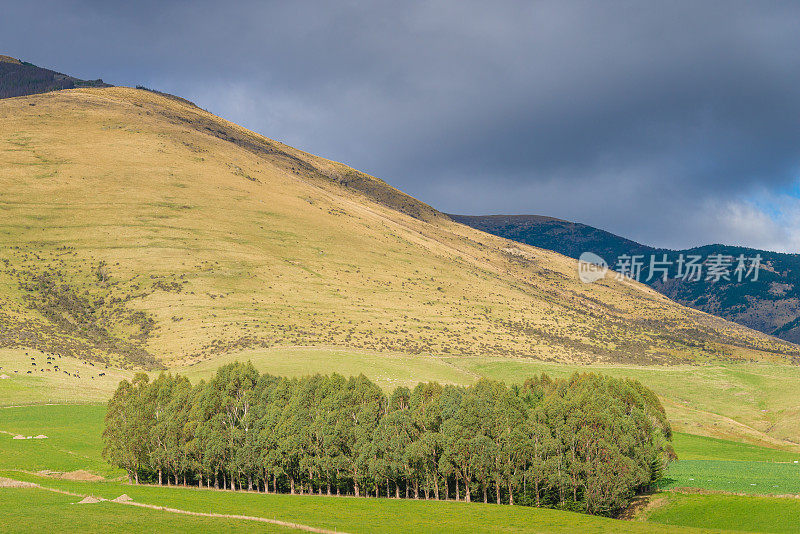 新西兰绵羊农场和山区背景。