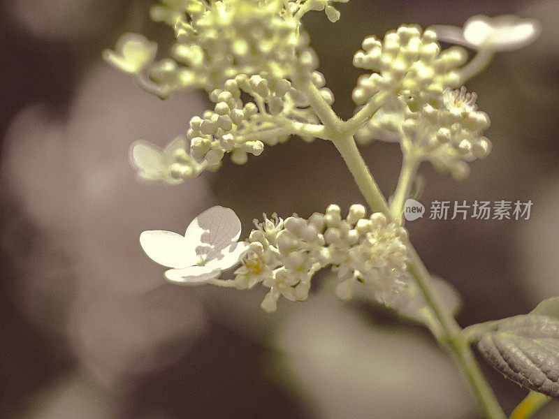 绣球花，旧效果