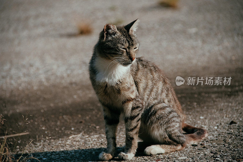 可爱的小猫猫肖像