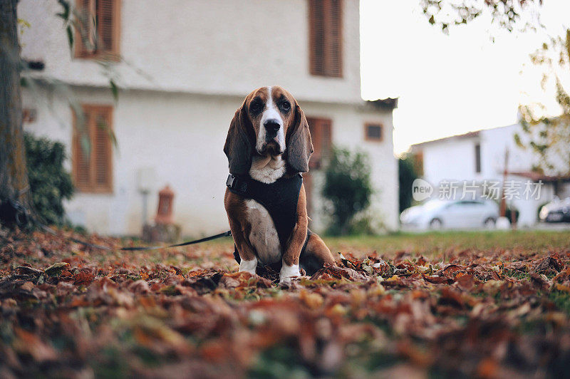 巴吉度猎犬纯种坐犬