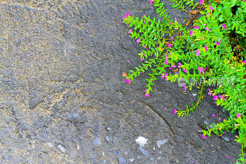 混凝土与绿叶紫色的花背景