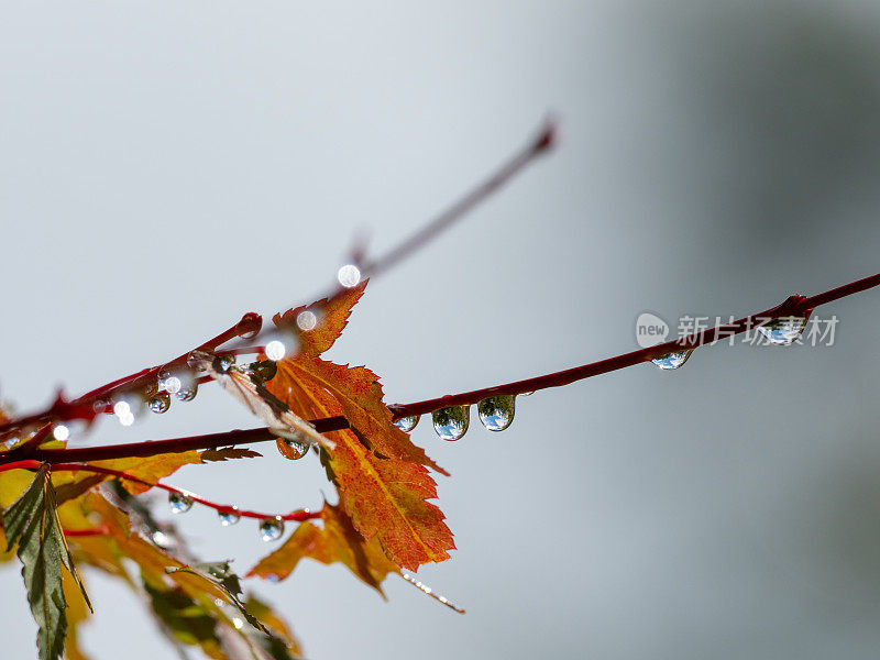 靠近树枝上的雨滴