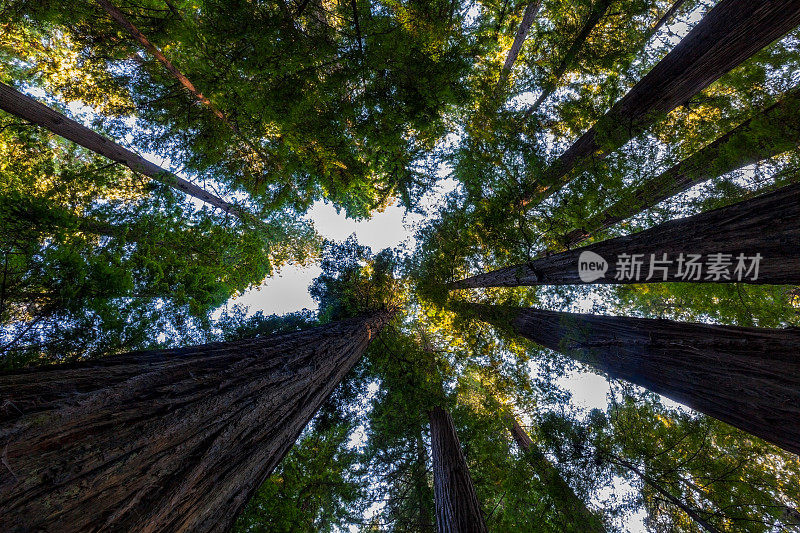 为光明而奋斗，加州洪堡红杉州立公园的巨型红杉树