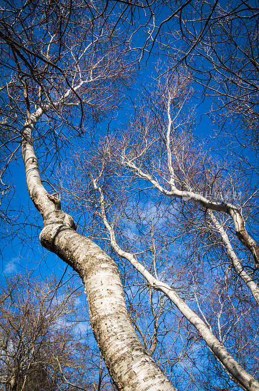 冬天天空下的桦树