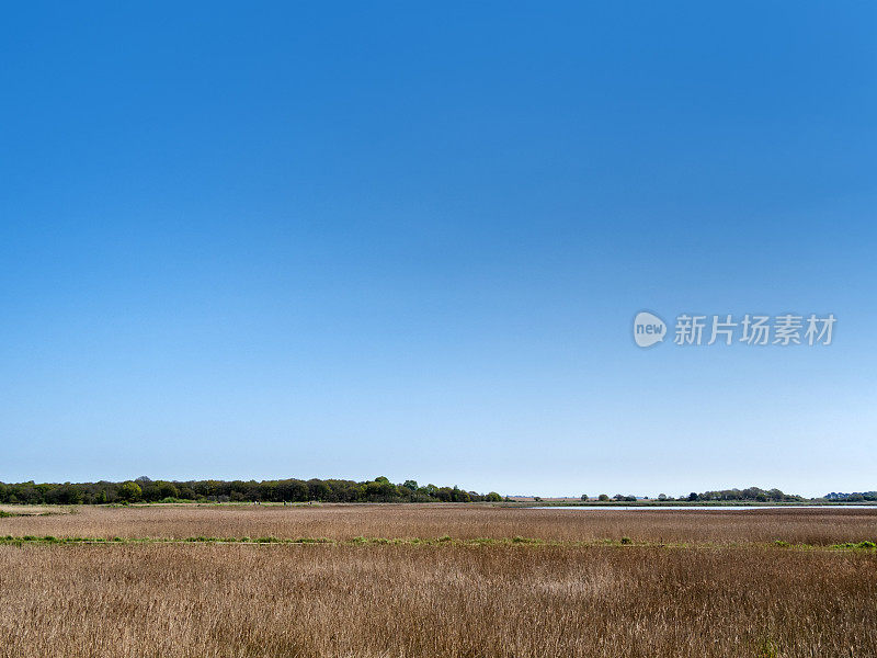 从萨福克郡斯内普的芦苇丛望去