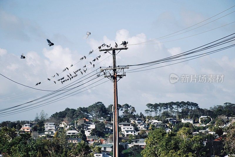 新西兰城市场景中的电力线