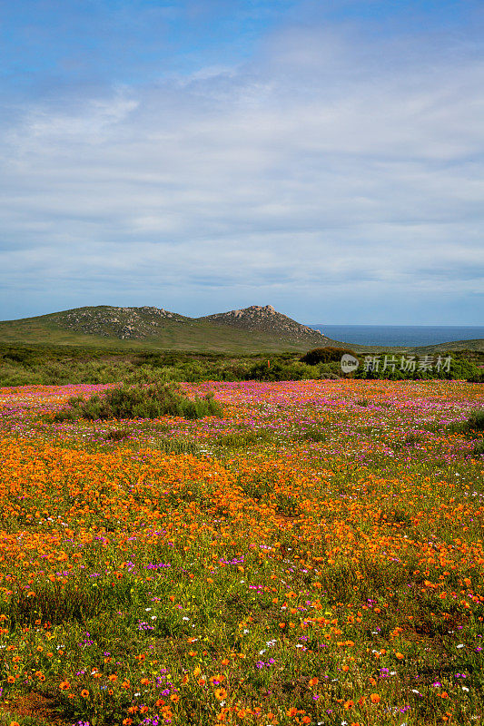 大量的野花在西海岸国家公园